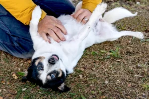 What Makes Dogs Enjoy Belly Rubs?