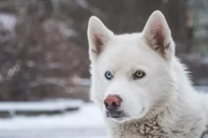 Twelve Cold-Weather Dog Breeds Perfect for Snowy Climates