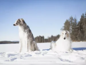 Fifteen Breeds of Dogs Originating from Russia