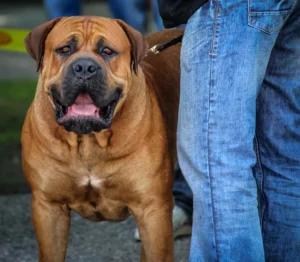 Ten Massive Dog Breeds