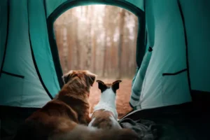 Exploring Various Pet-Friendly Camping Options